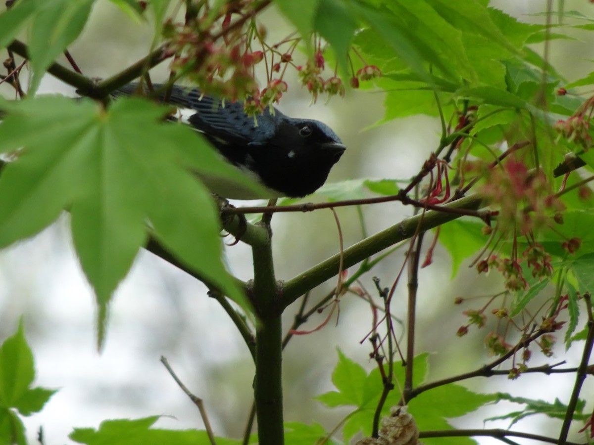 Black-throated Blue Warbler - ML98936711