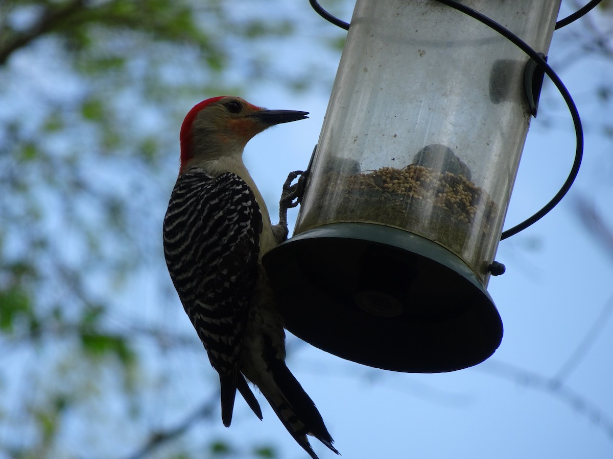 Red-bellied Woodpecker - Farokh Jamalyaria