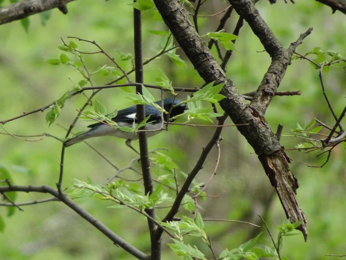 Black-throated Blue Warbler - ML98937981