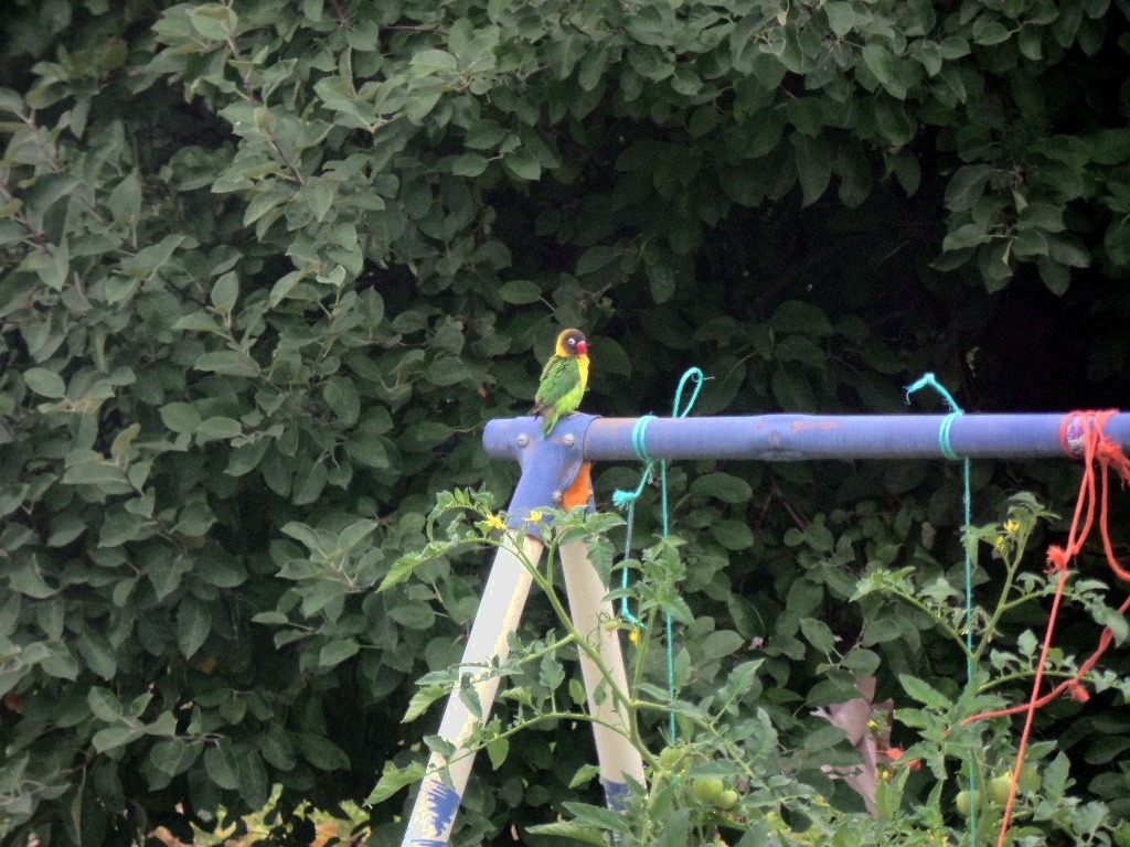 Yellow-collared Lovebird - ML98938331