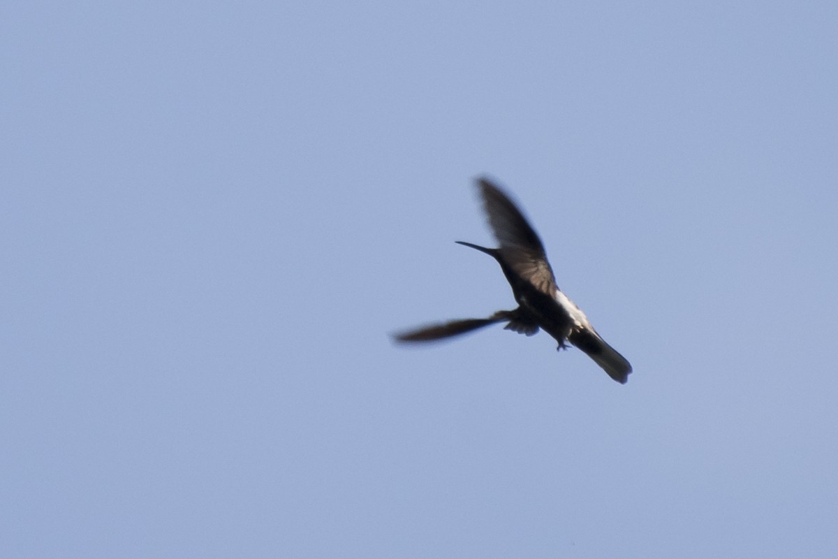 kolibřík černobílý - ML98938601