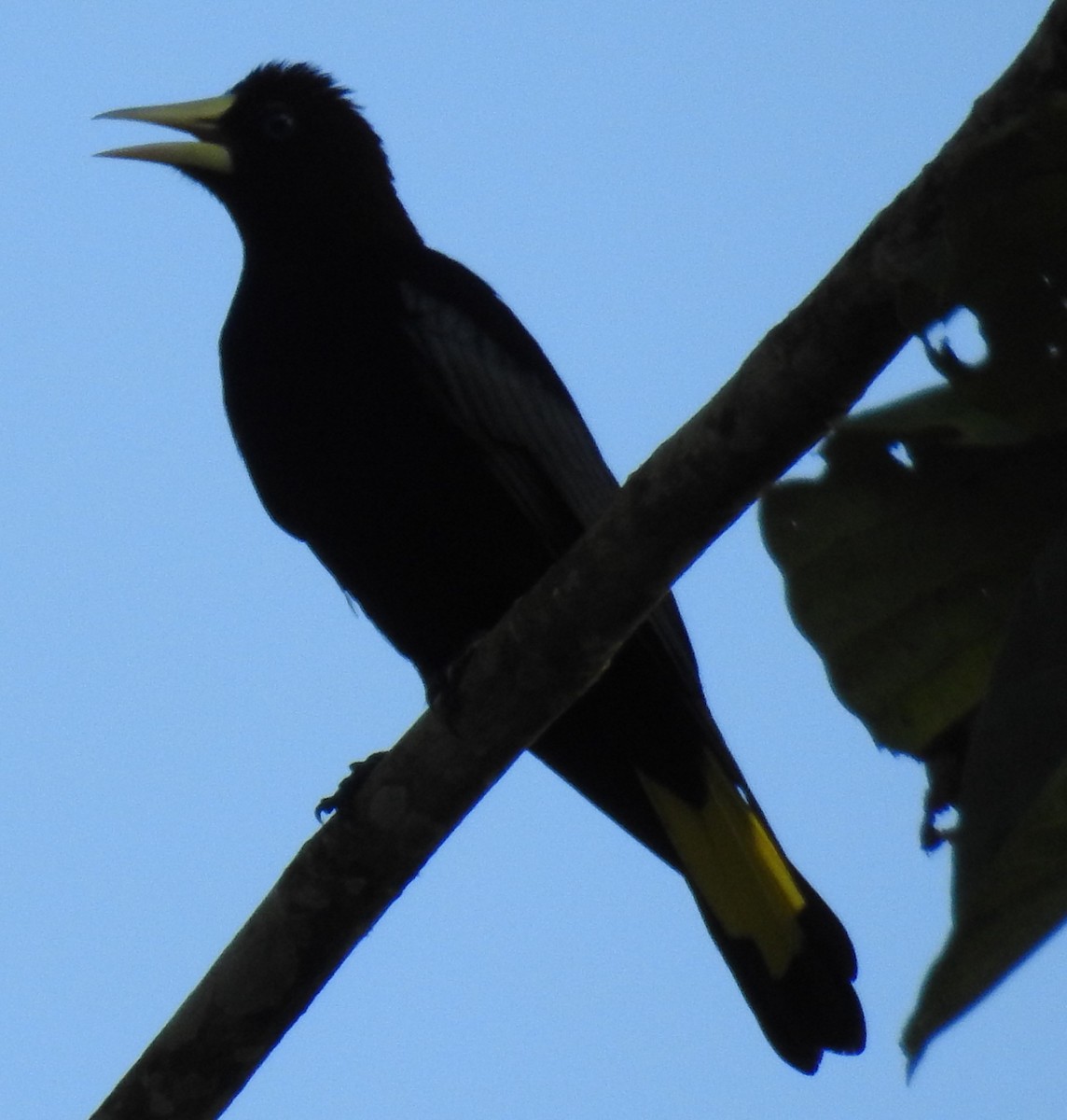 Band-tailed Cacique - ML98938951