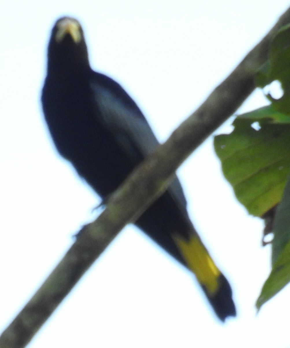 Band-tailed Cacique - ML98939011