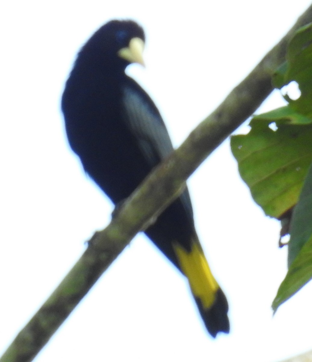 Band-tailed Cacique - ML98939061