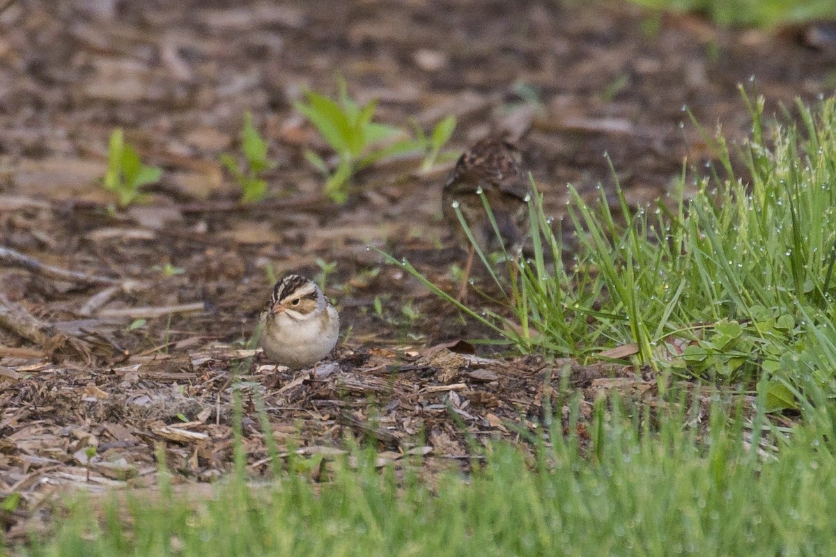 Clay-colored Sparrow - Simon Lane
