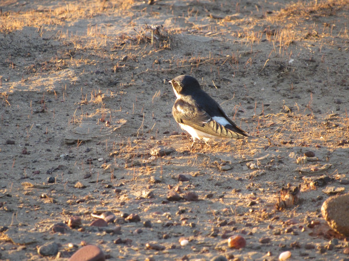 Chilean Swallow - yanina carpio