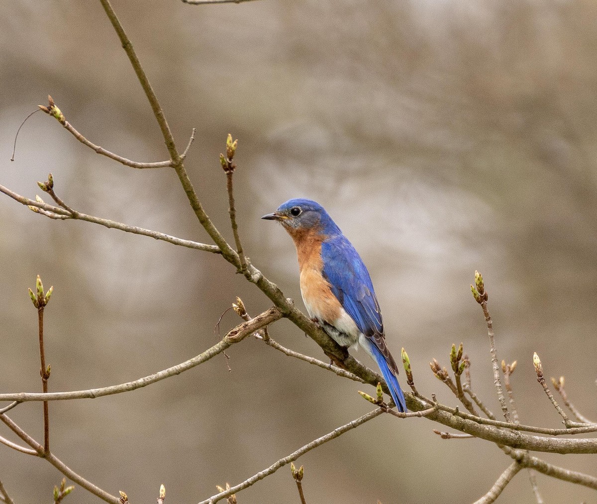 Eastern Bluebird - Jay Heiser