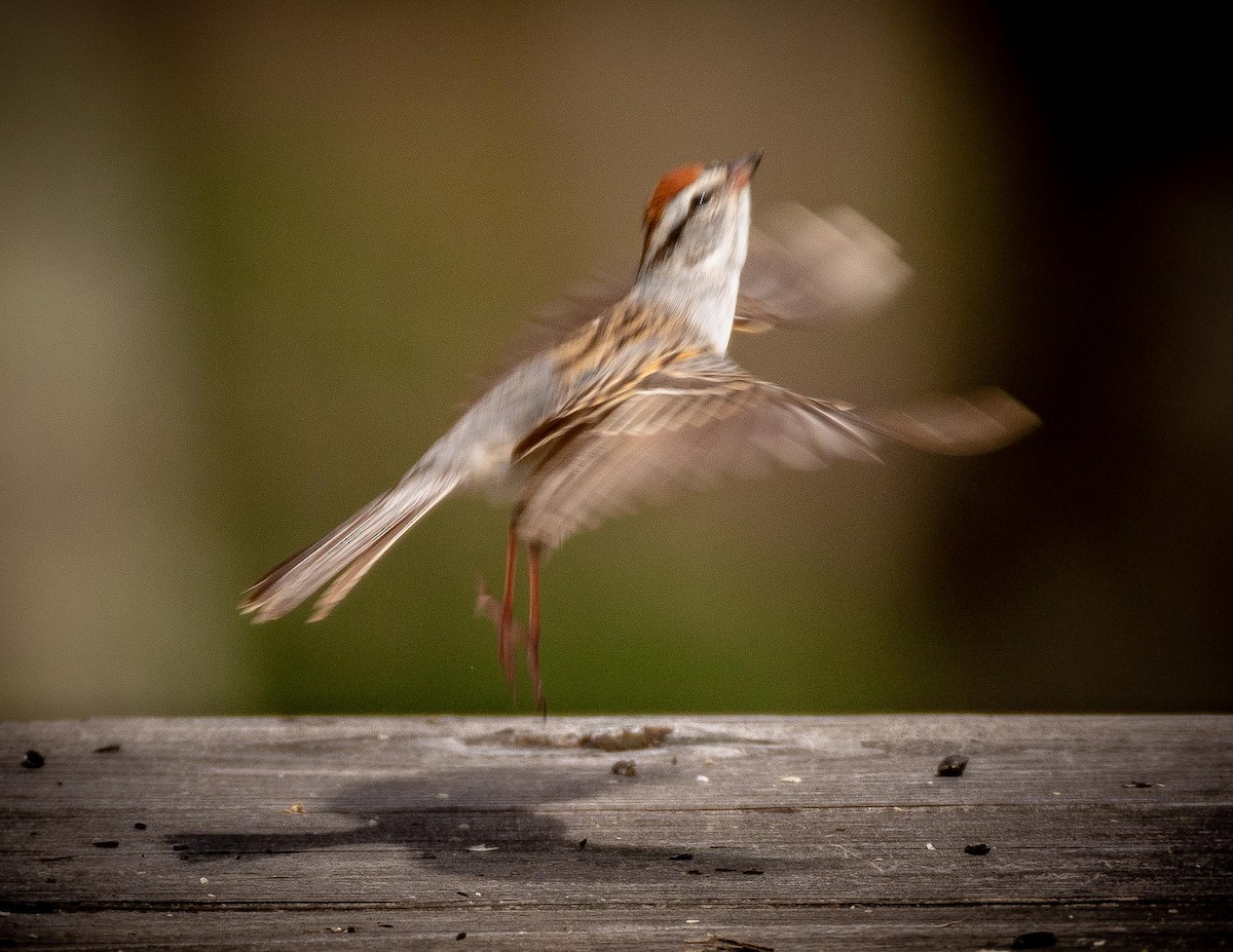 Chipping Sparrow - Jay Heiser