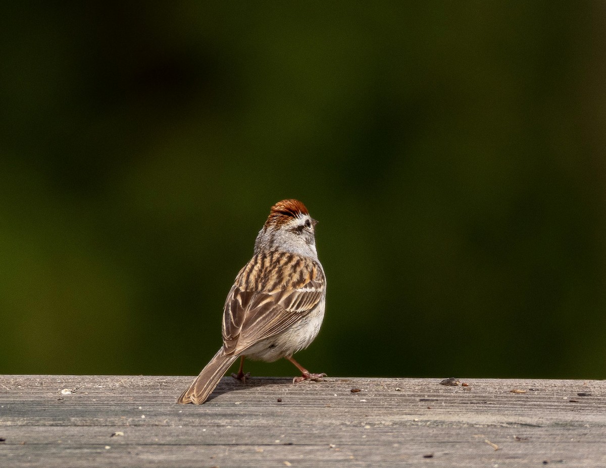 Chipping Sparrow - ML98950421