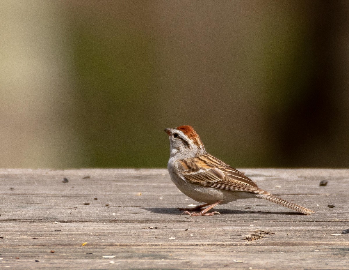 Chipping Sparrow - ML98950431