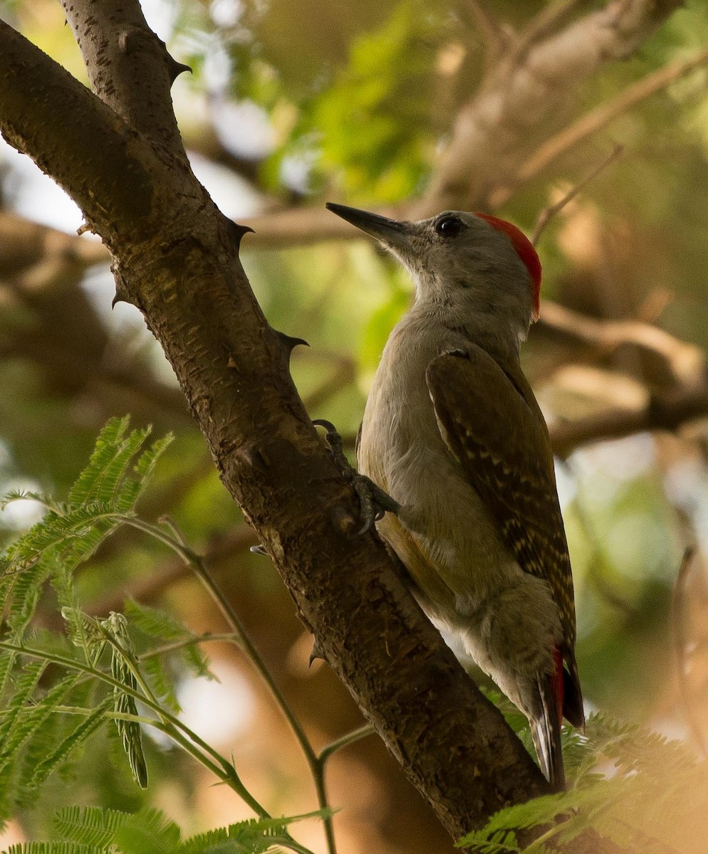 African Gray Woodpecker - Simon Carter