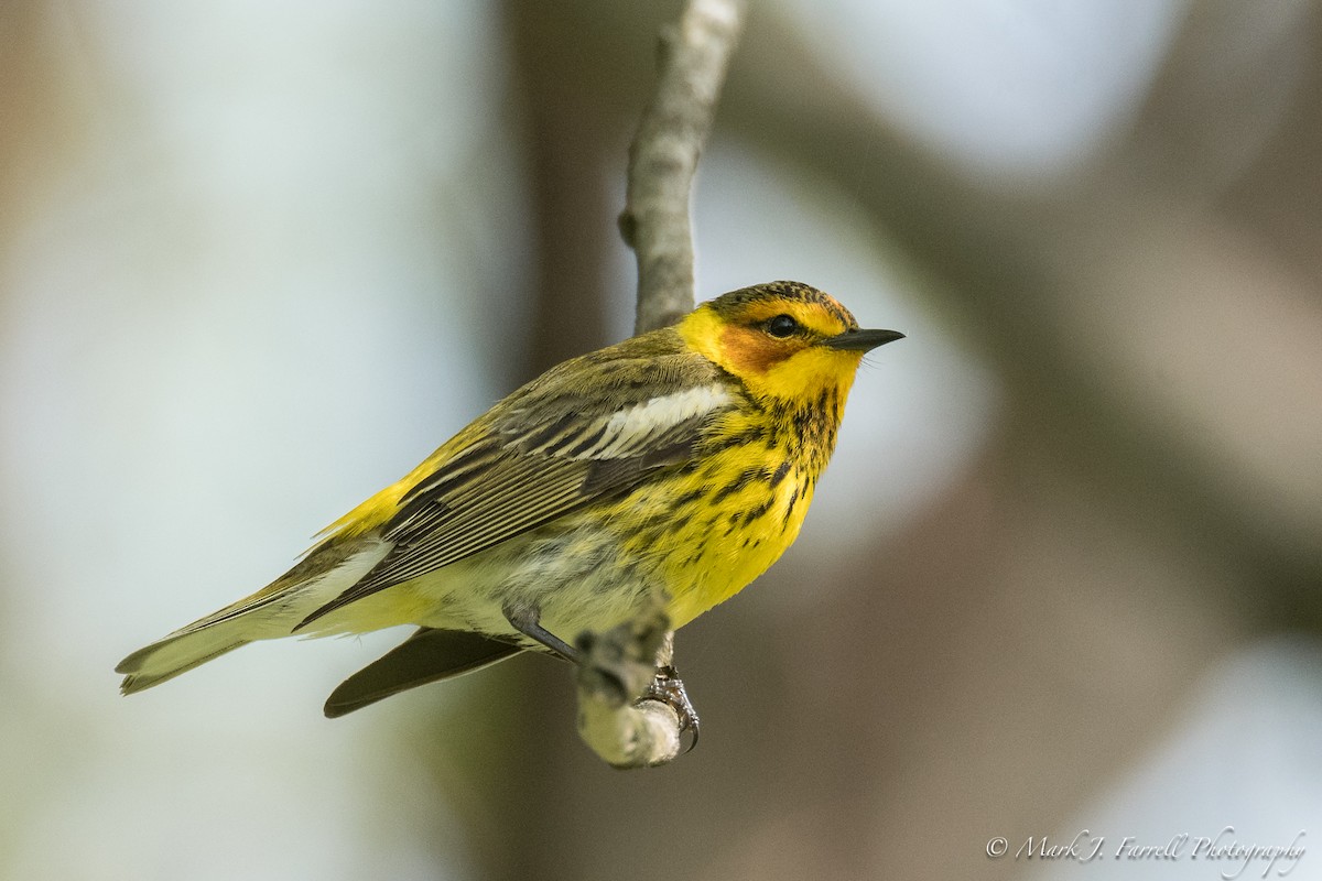 Cape May Warbler - ML98951661