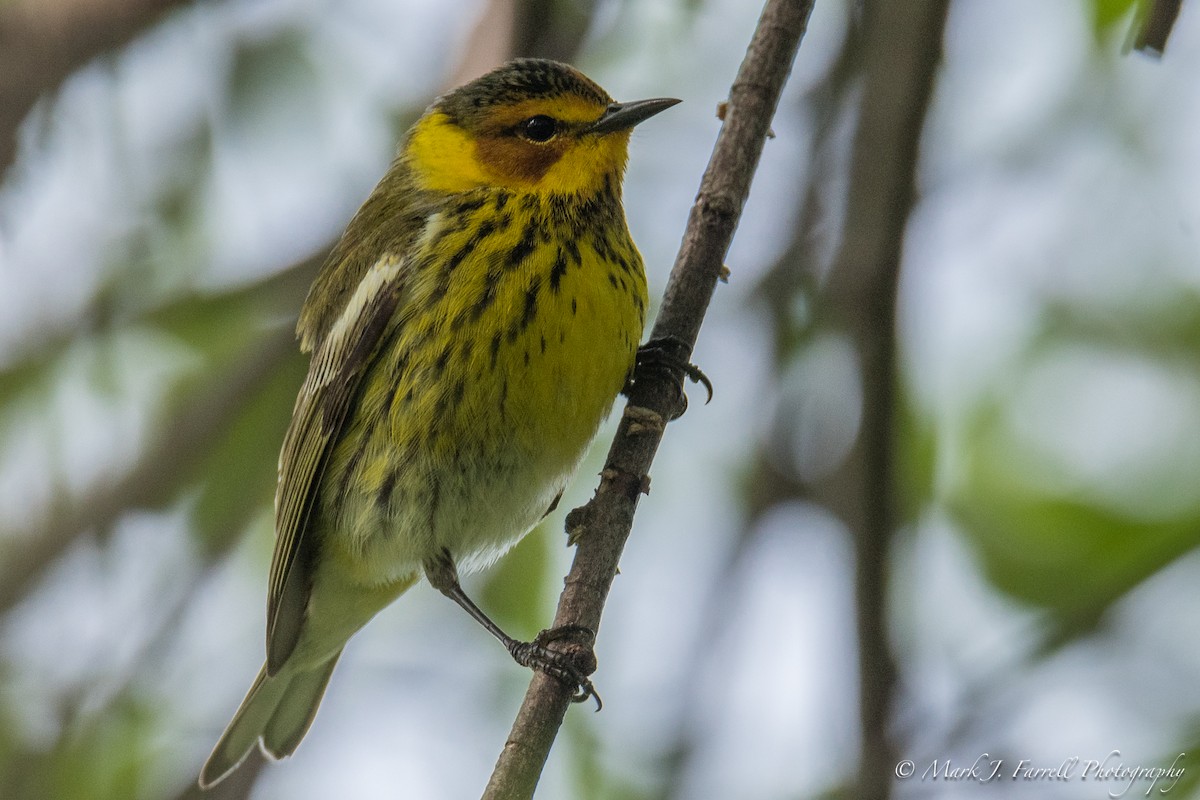 Cape May Warbler - ML98951671