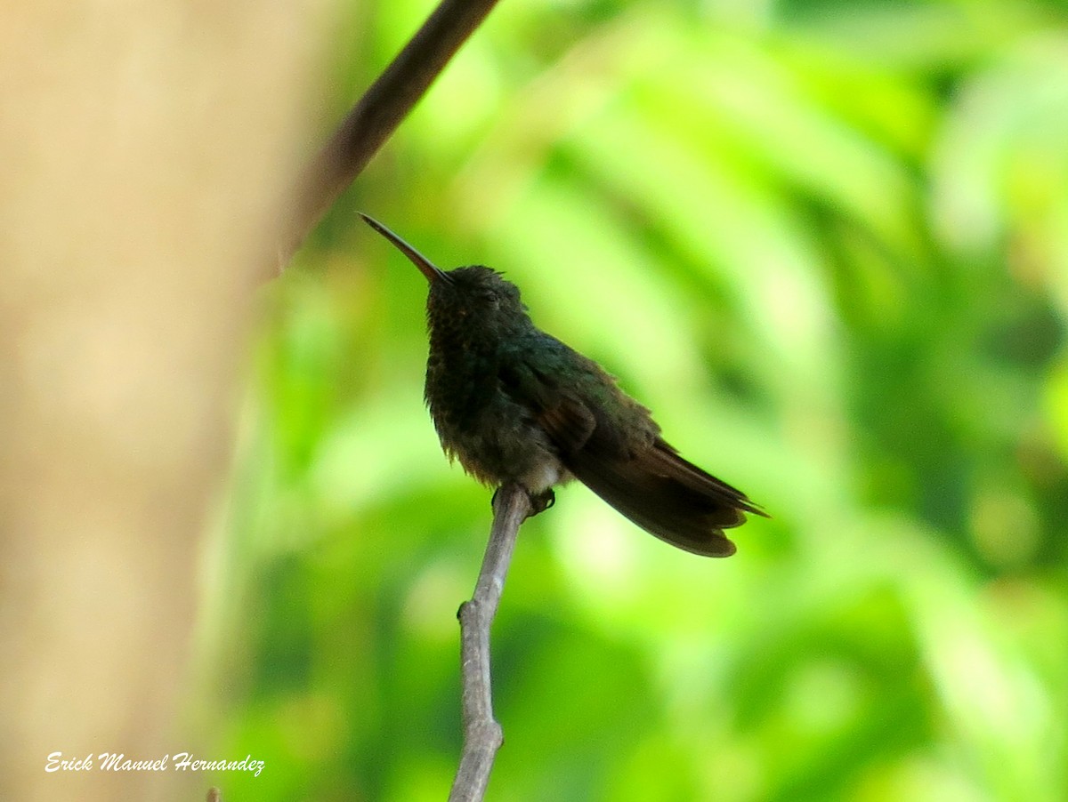 Berylline Hummingbird - Erick Hernandez