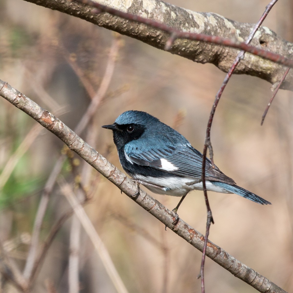 Black-throated Blue Warbler - ML98953141