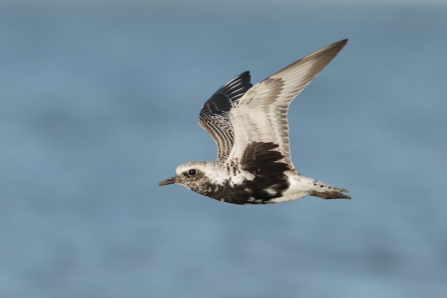 Black-bellied Plover