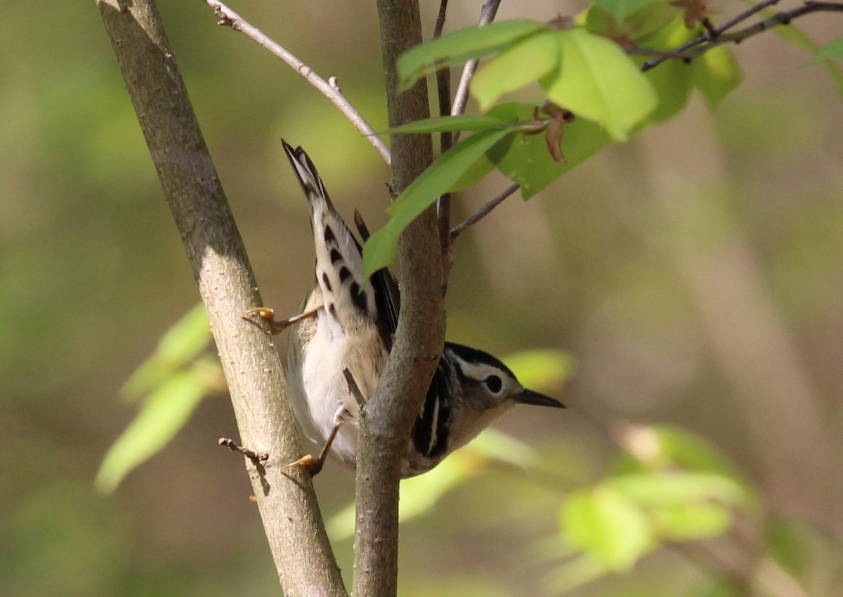 Black-and-white Warbler - kevin dougherty