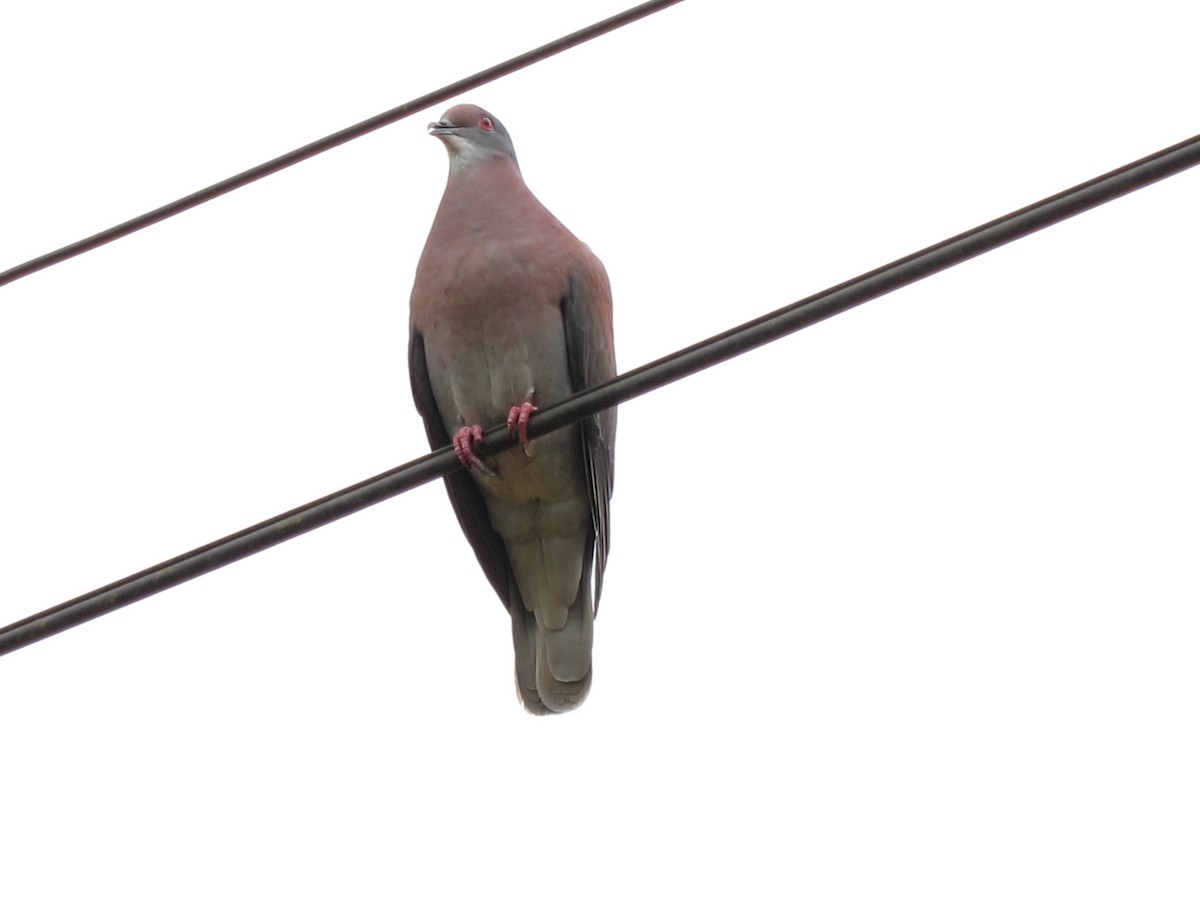 Pale-vented Pigeon - ML98958941