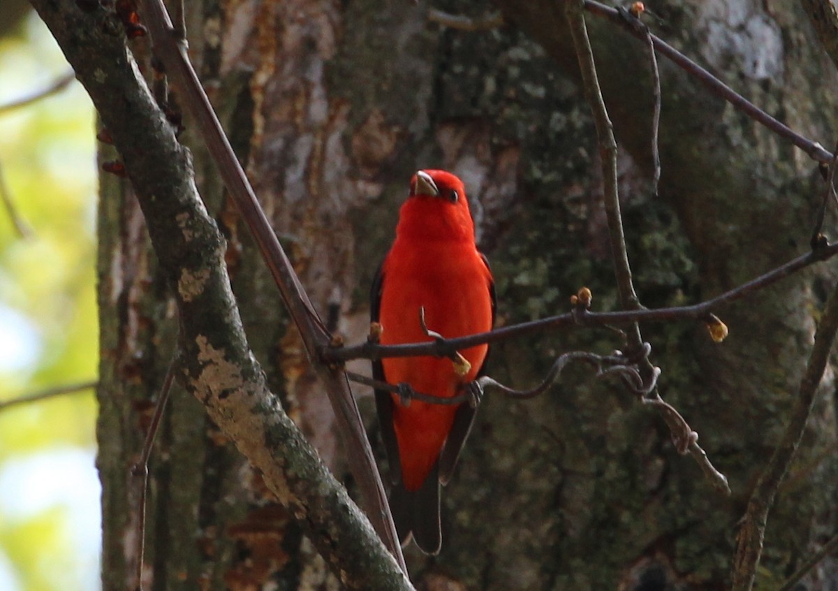 Scarlet Tanager - kevin dougherty