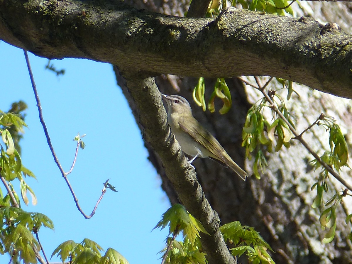 Red-eyed Vireo - R Green