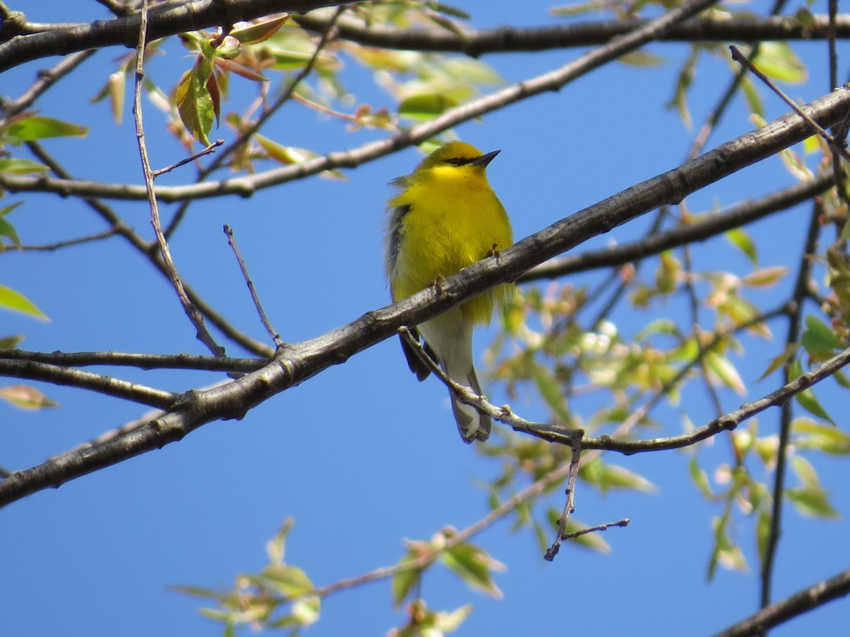 Blue-winged Warbler - Adrian Smith