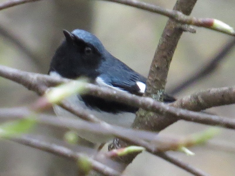 Black-throated Blue Warbler - Theo Rickert