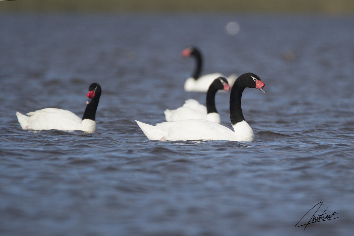 Black-necked Swan - ML98968591