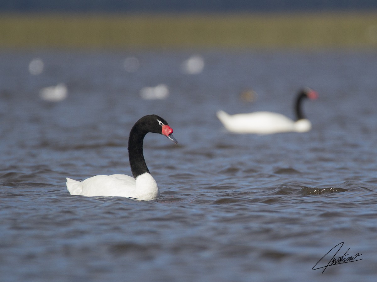 Black-necked Swan - ML98968601