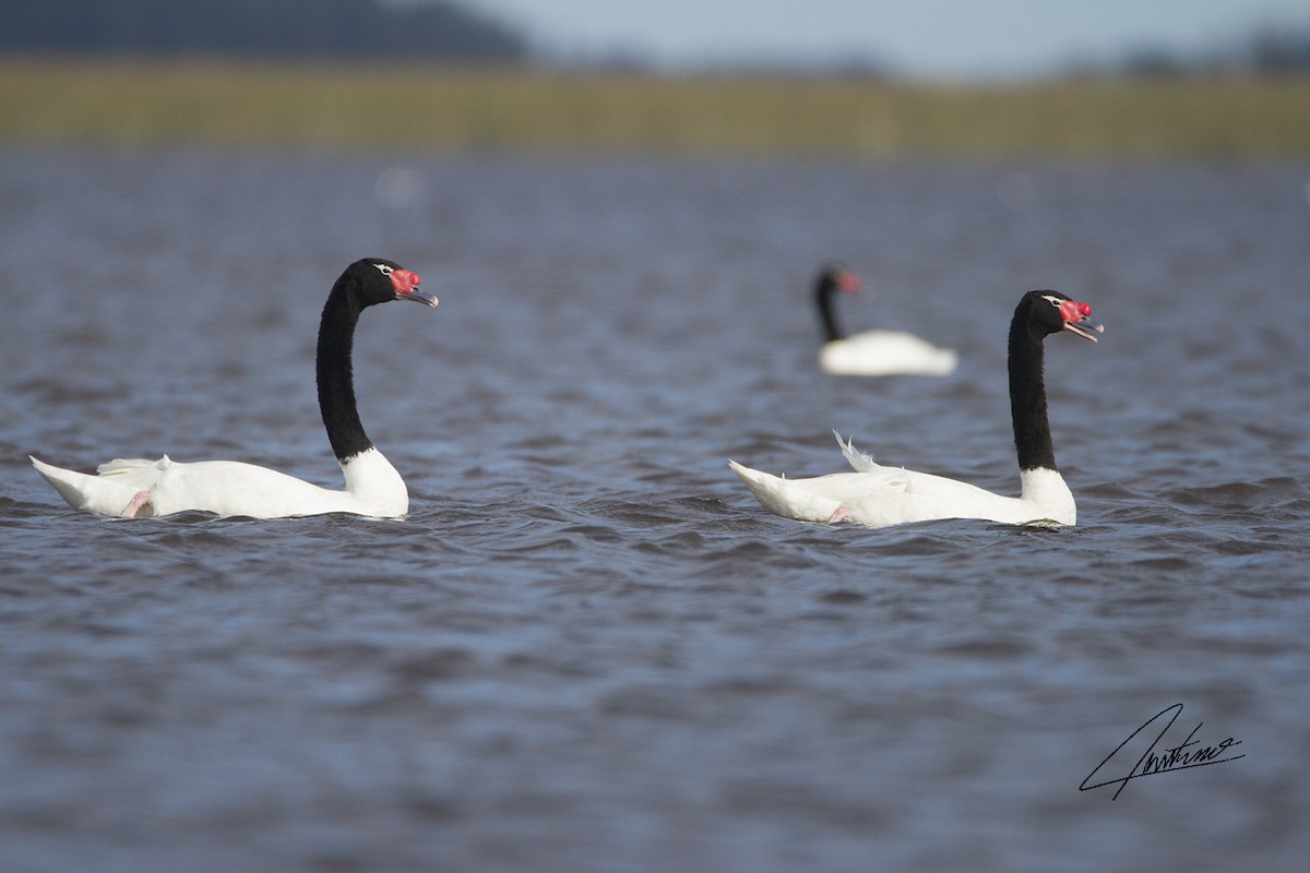 Black-necked Swan - ML98968621
