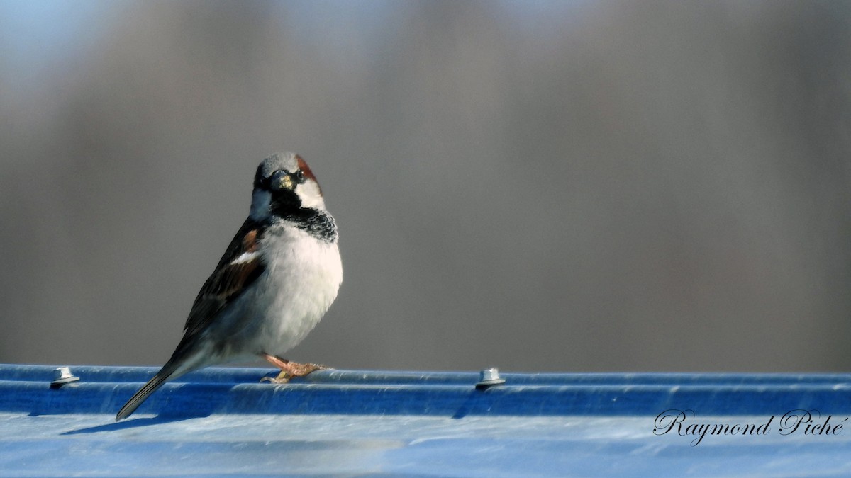 House Sparrow - Raymond  Piché