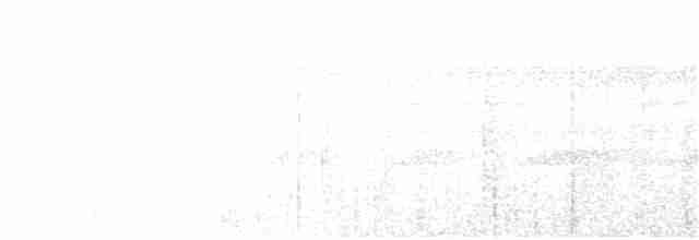 White-shouldered Antbird - ML98970691