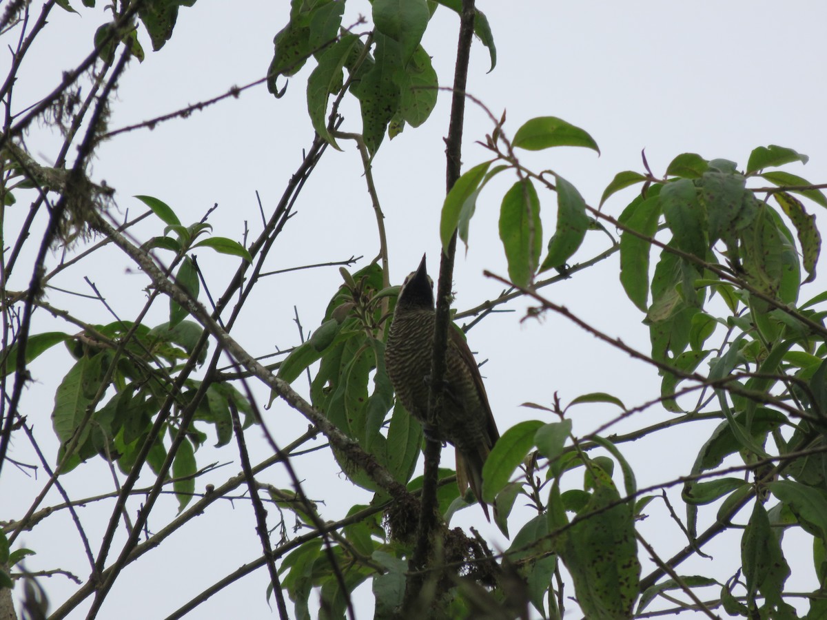 Golden-olive Woodpecker - ML98972511