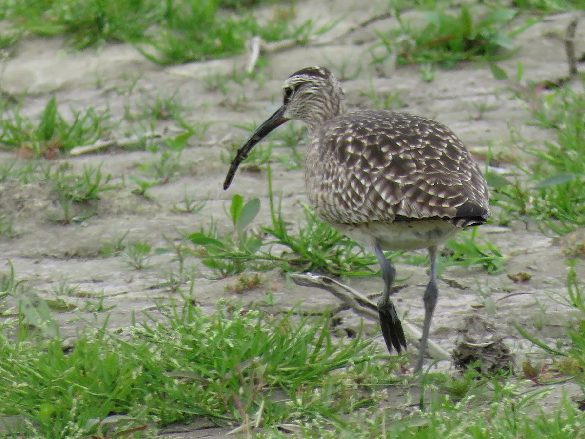 Whimbrel - Mike Nelson