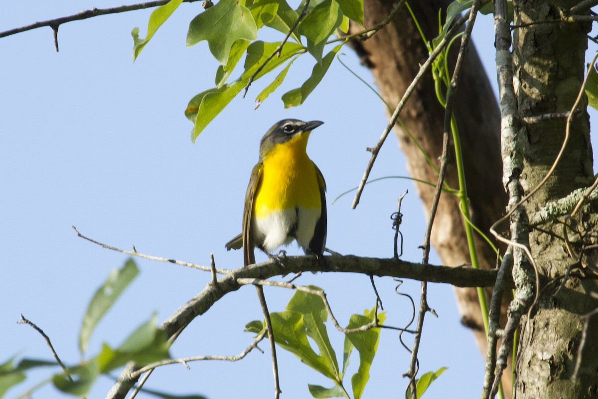 Yellow-breasted Chat - ML98979431