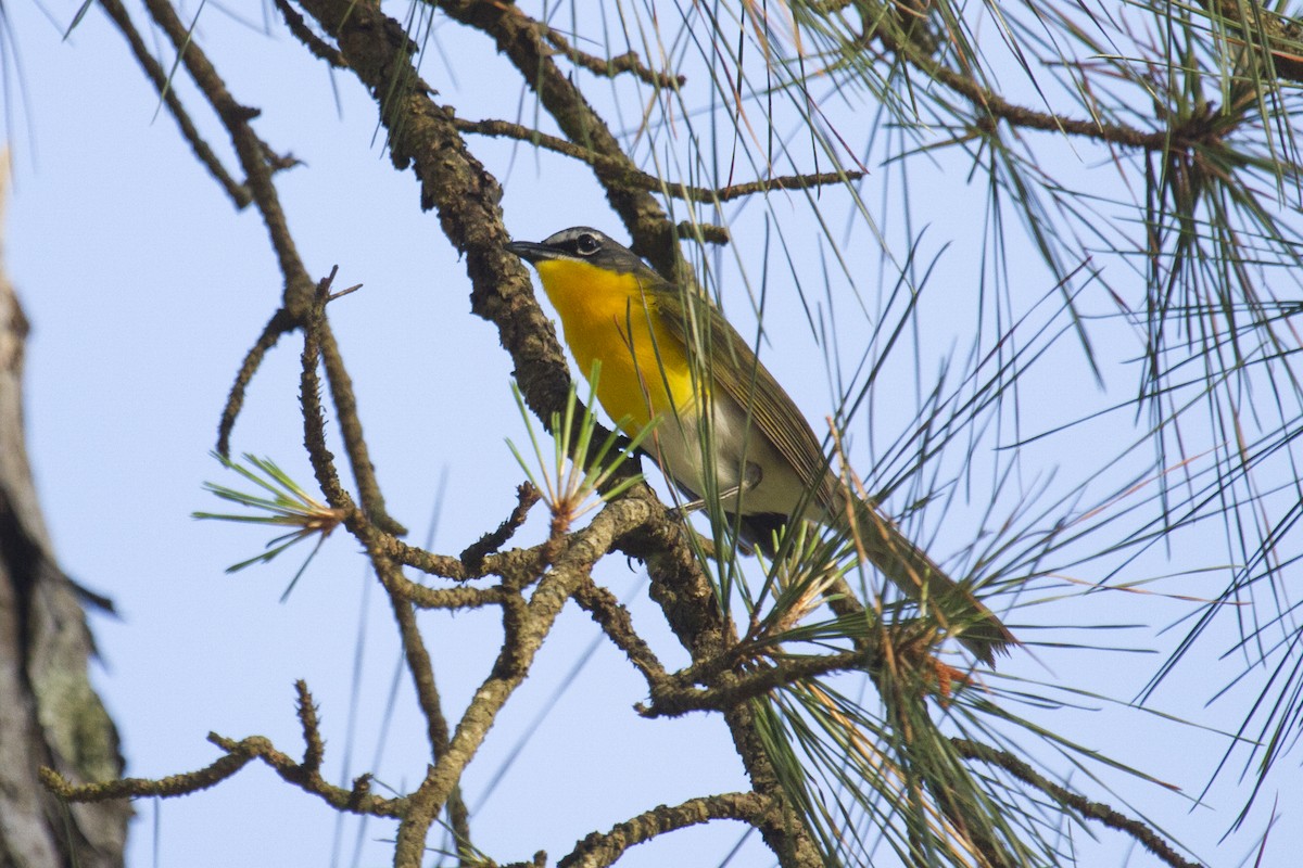 Yellow-breasted Chat - ML98979451