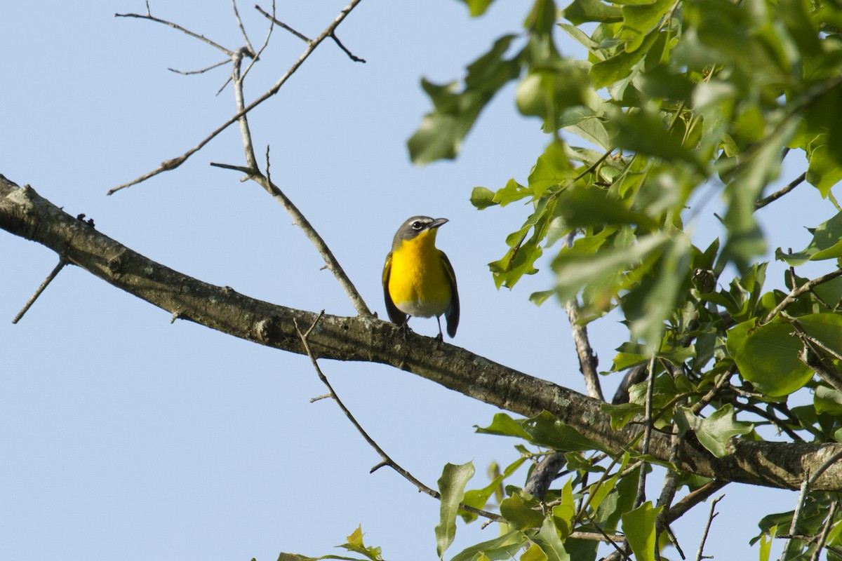 Yellow-breasted Chat - ML98979471