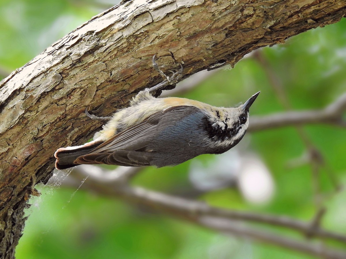 Red-breasted Nuthatch - ML98980141