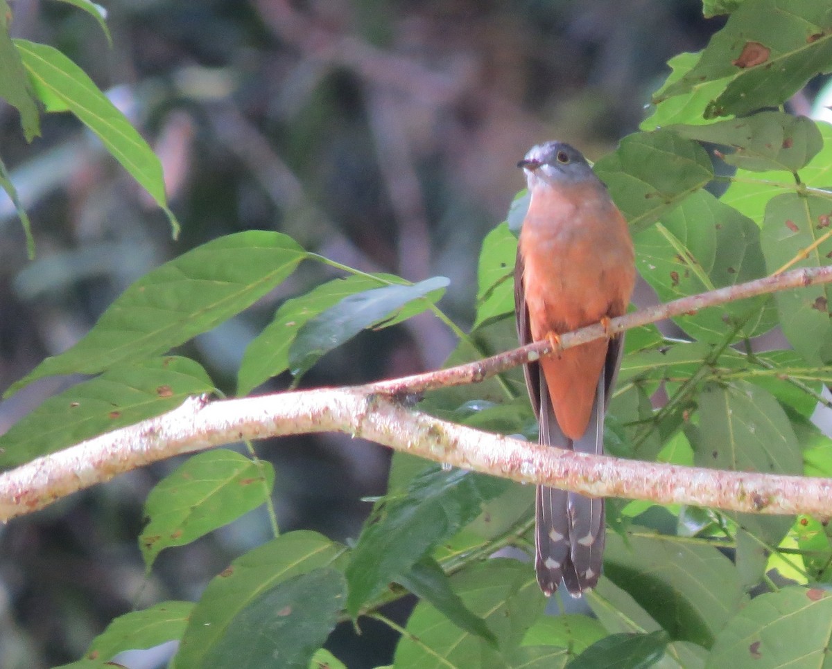 Brush Cuckoo (Sulawesi) - ML98983171