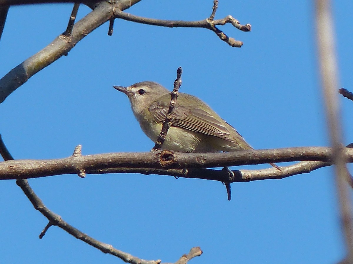 Warbling Vireo - Ted Down