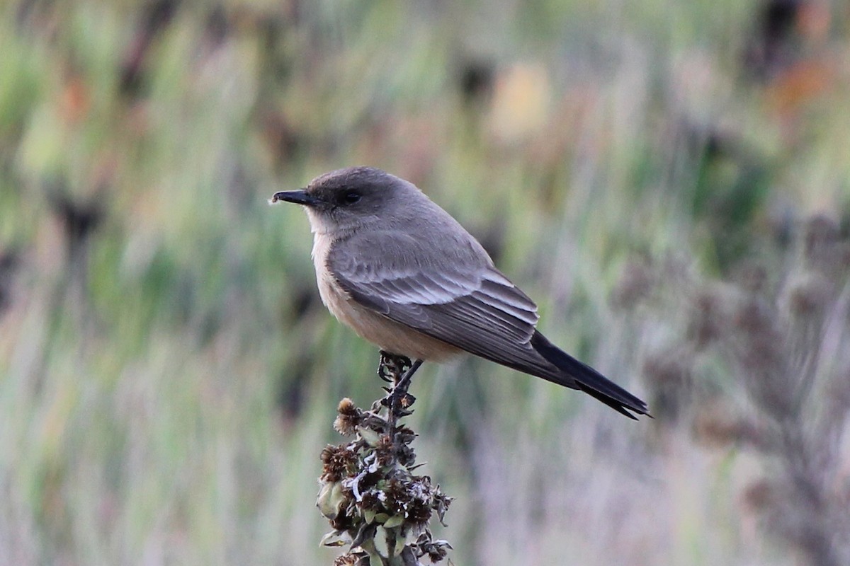 Say's Phoebe - Kenny Frisch