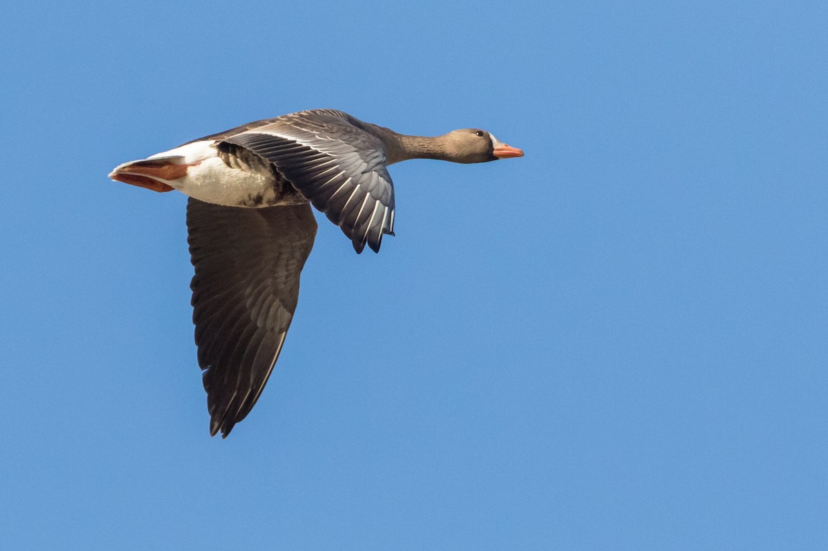Greater White-fronted Goose - ML98984901