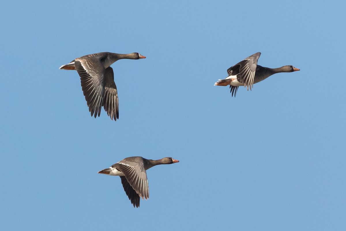 Greater White-fronted Goose - ML98984911