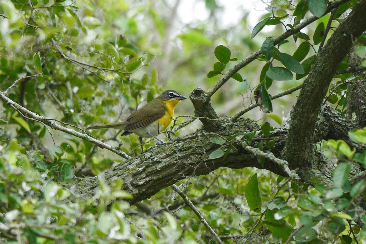 Yellow-breasted Chat - ML98984941