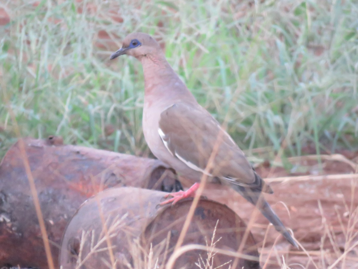 West Peruvian Dove - ML98987821