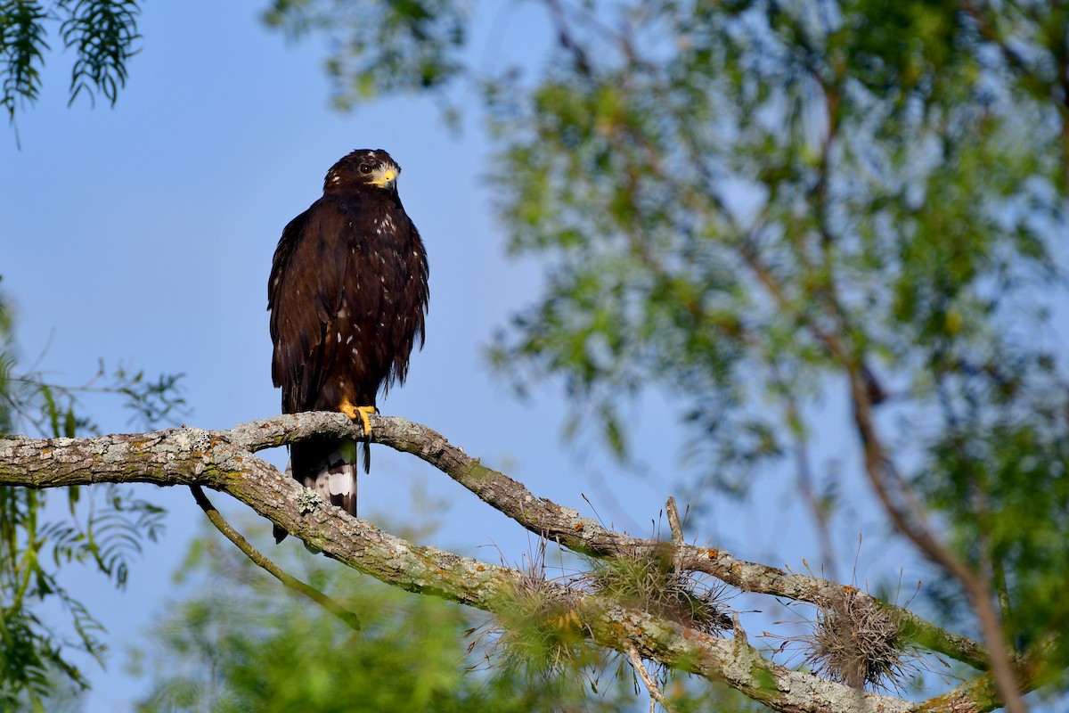 Zone-tailed Hawk - Bryan Calk