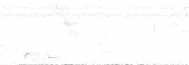 Чернобрюхий крапивник - ML98988631