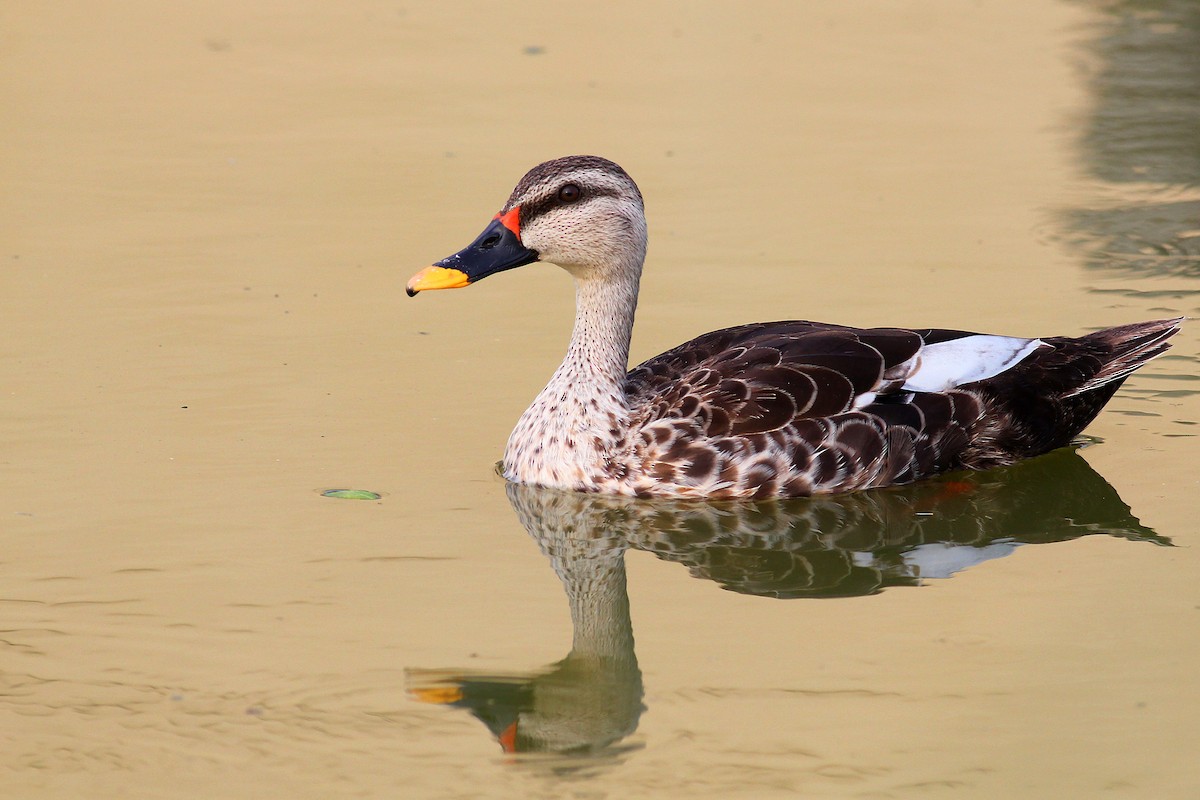 Indian Spot-billed Duck - Aravind AM