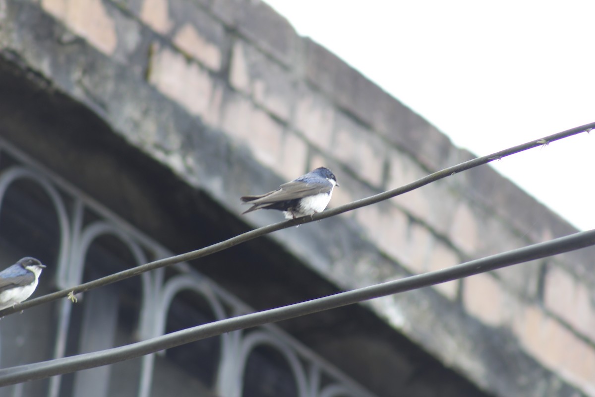 Blue-and-white Swallow - ML98991161