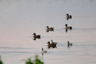 Blue-winged Teal, ML98992471
