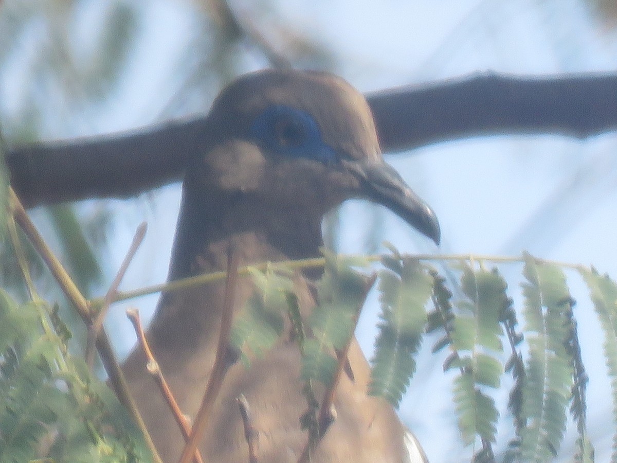 West Peruvian Dove - maria oviedo